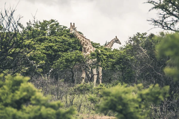 Giraffen, die durch Büsche laufen. mpongo Wildreservat. Südafrika — Stockfoto