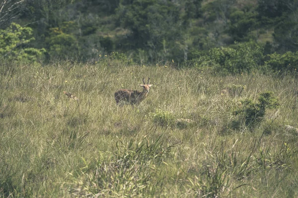 Jonge antelope met hoorns permanent op gebied van gras. Mpongo gam — Stockfoto