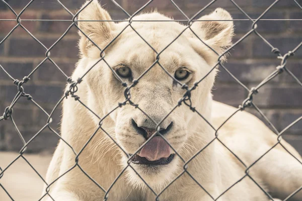 White female lion looking through fence. Mpongo game reserve. So — Stock Photo, Image