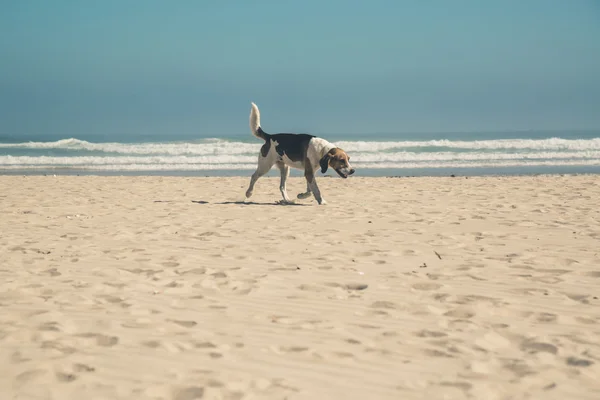 Beagle Hund spazieren am Sommerstrand. — Stockfoto