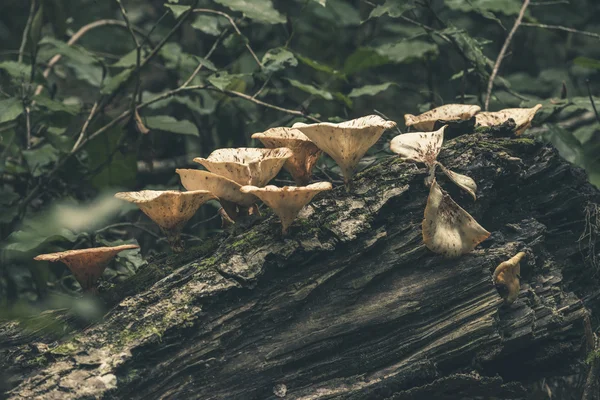 Grzyby na pniu drzewa spadł. Tsitsikamma National Park. Południowej Afr — Zdjęcie stockowe