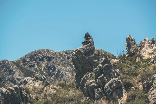 Babuíno sentado na rocha contra o céu azul. Swartberg. Cabo Ocidental — Fotografia de Stock