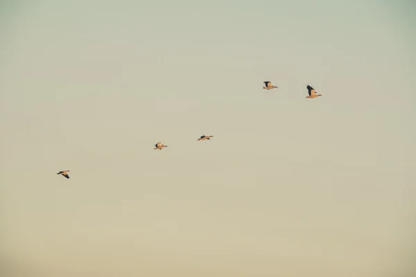 Fünf Gänse fliegen bei Sonnenuntergang in den Himmel. — Stockfoto