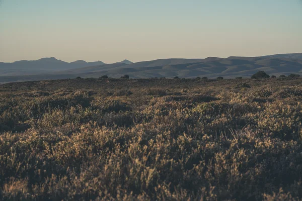 The Little Karoo semi desert landscape at dawn. Western Cape. So — Stock Photo, Image
