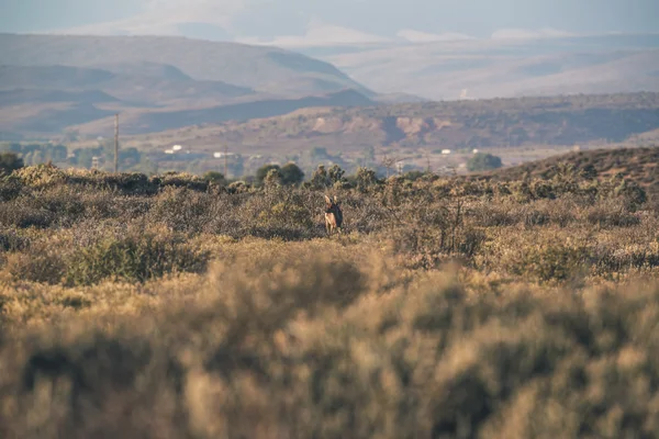 Antílope de pie en los arbustos del paisaje de Little Karoo en — Foto de Stock