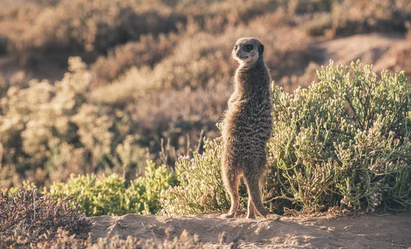 Erdmännchen bei Sonnenaufgang, das der Sonne entgegen steht. Aufwärmen. die beleuchtete — Stockfoto