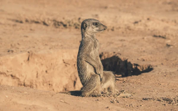 Jovem meerkat sentado no chão perto do buraco. Aquecendo no — Fotografia de Stock