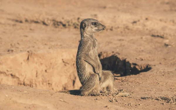 Junge Erdmännchen auf dem Boden in der Nähe Loch sitzen. Aufwärmen in der — Stockfoto