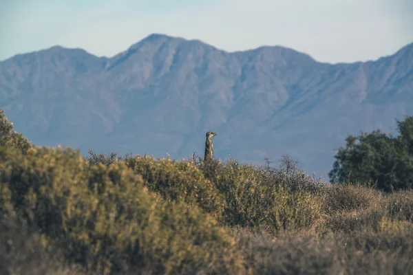 Meerkat ao nascer do sol de pé em direção ao sol. A aquecer. O Lit — Fotografia de Stock