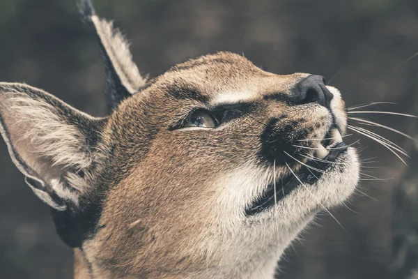 Headshot of caracal cat looking at food. Tenikwa wildlife sanctu — Stock Photo, Image