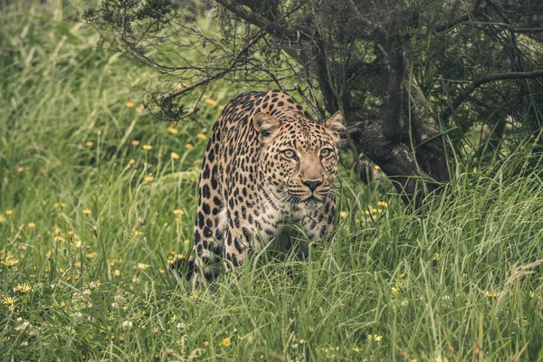 Leopard séta magas fű. Tenikwa vadon élő állatok szentély. — Stock Fotó