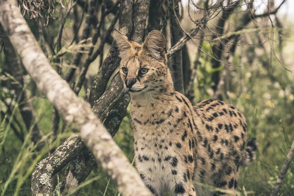 Serval kot stojący między krzakami. Rezerwat przyrody Tenikwa. — Zdjęcie stockowe