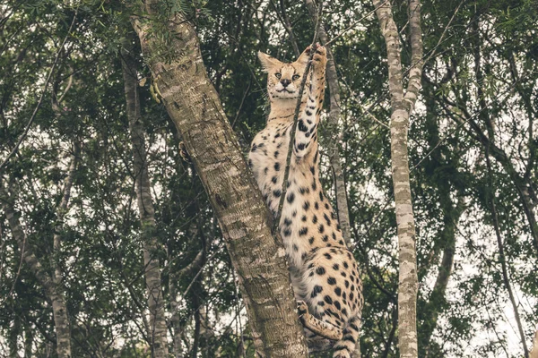 Сервальная кошка залезает на дерево, ловит еду. Тениква Санч — стоковое фото