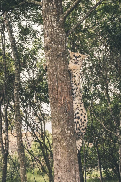 Сервал кіт скелелазіння на дереві ловить їжу. Санаторій дикої природи — стокове фото