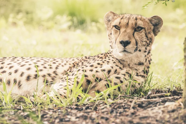 Närbild av cheetah liggande i gräset. Tenikwa naturreservat. — Stockfoto