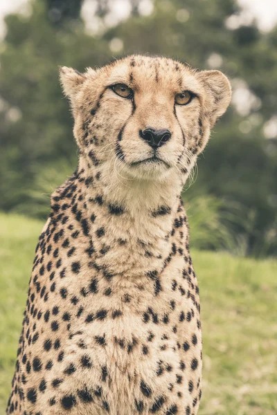 Headshot of cheetah against blurred green background. Tenikwa wi — Stock Photo, Image