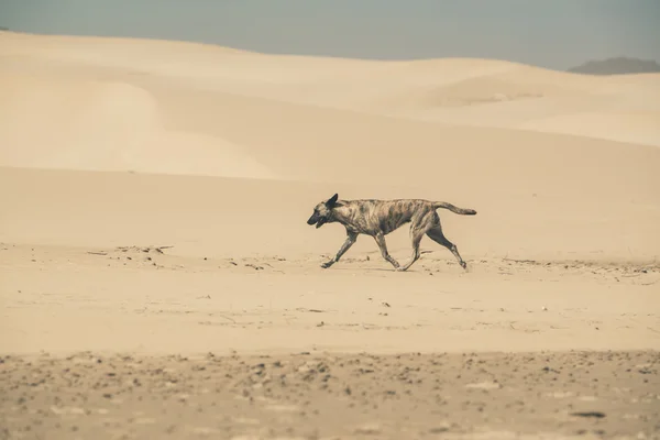 Vallhund promenader i sanddynerna. Port Alfred. Östra Kapprovinsen. S — Stockfoto