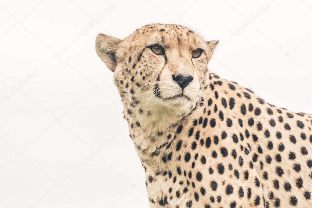 Headshot of cheetah against white background. Tenikwa wildlife s