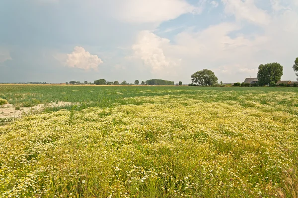 Polne kwiaty na pastwiskach Normandii, Francja — Zdjęcie stockowe