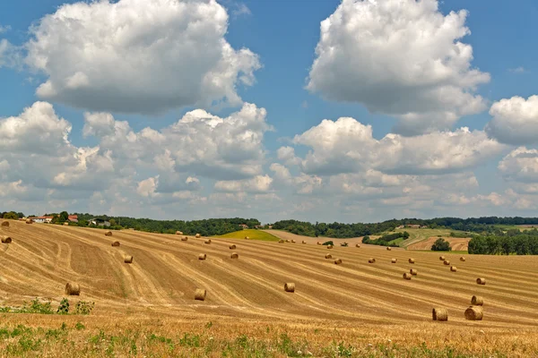 Agricultural field with new hay bales — Stock Photo, Image