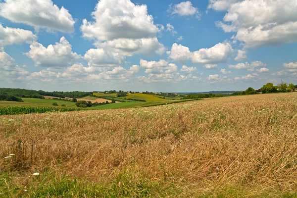 Campos Brown e Green — Fotografia de Stock