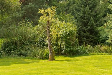 Doğa Manzaralı ağaçlar ve otlar