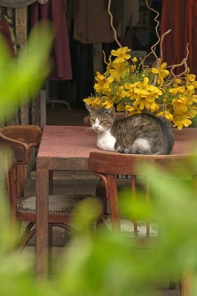 회색과 흰색 줄무늬 고양이 — 스톡 사진
