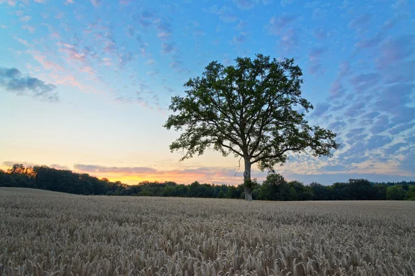 Δέντρο στο σανό τομέα κατά τη διάρκεια του ηλιοβασιλέματος — Φωτογραφία Αρχείου