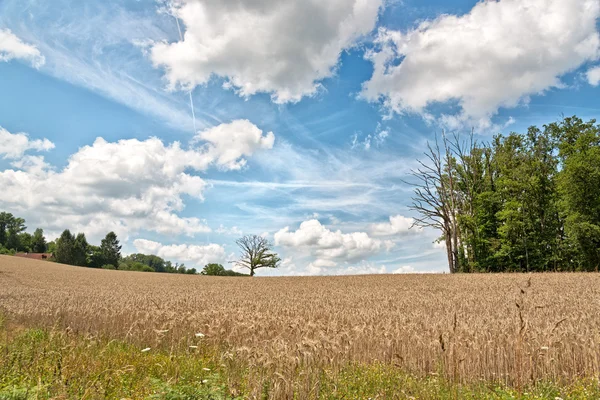 Hay fältet Under en molnig himmel — Stockfoto