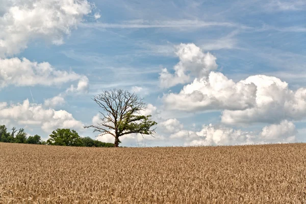 Alter hoher Baum auf dem Heufeld — Stockfoto