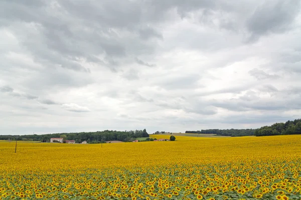 Field of yellow sunflowers — Stock Photo, Image