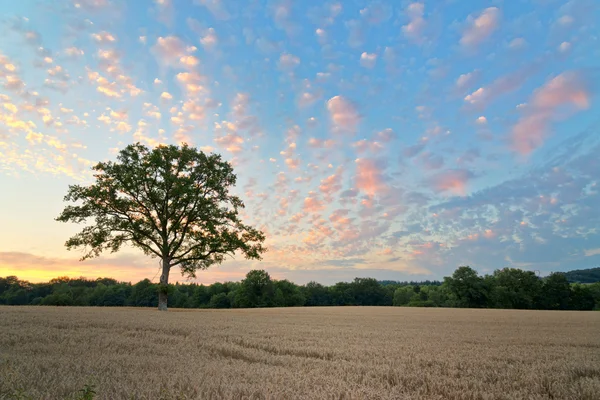 Weites Heufeld mit hohem Baum — Stockfoto