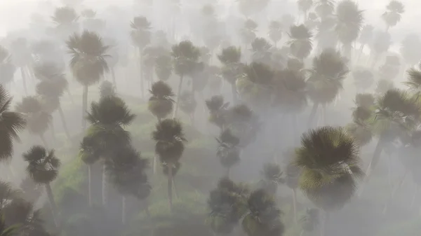 Luchtfoto van palmbomen in mist — Stockfoto