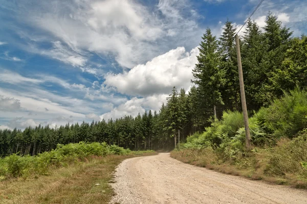 Rough Road with Trees — Stock Photo, Image