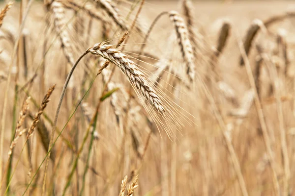 Wheat ripening in a field — Stock Photo, Image