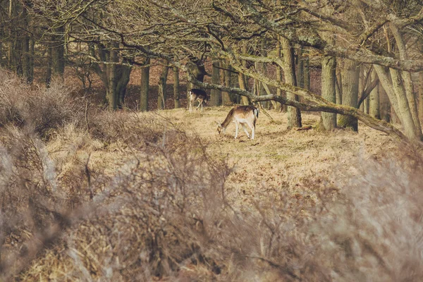 Rehe grasen auf der Wiese — Stockfoto