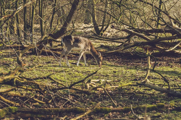 Cervos pastando em uma clareira florestal — Fotografia de Stock