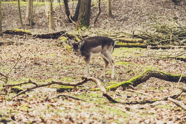 Veado em pastagens na floresta — Fotografia de Stock