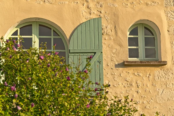 Lila blomma växt i främre glas — Stockfoto