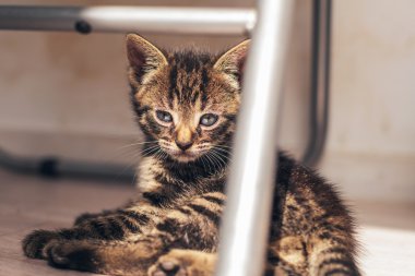 Şirin gri Tabby yavru kedi