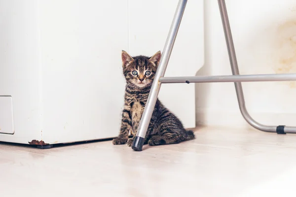 Tabby gatito sentado — Foto de Stock