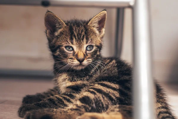 Tabby Pussycat aus nächster Nähe — Stockfoto