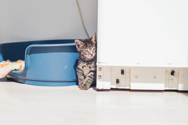 Gray Tabby Kitten — Stock Photo, Image