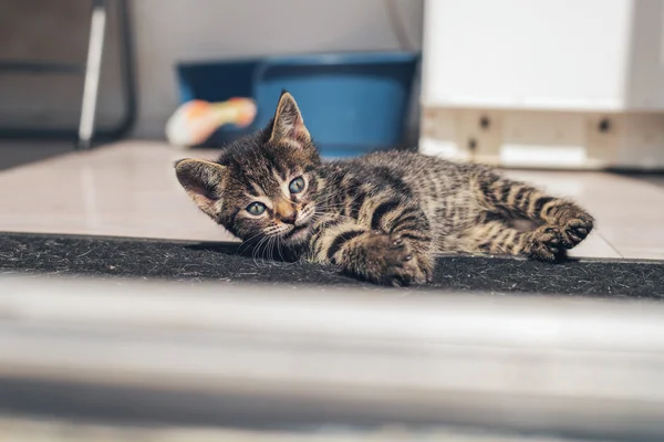 Šedé koťátko tabby — Stock fotografie