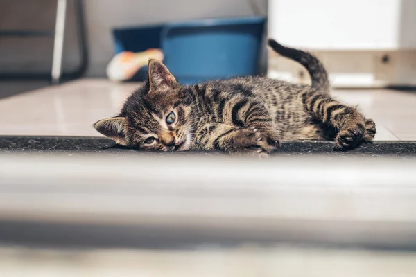 Pequeño gatito cansado —  Fotos de Stock