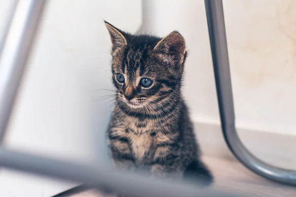 Самотня вітчизняних таббі кошеня — стокове фото