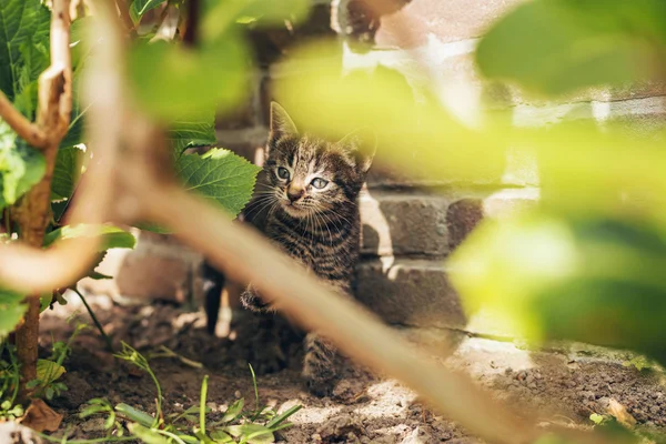Baby kitten buiten spelen — Stockfoto