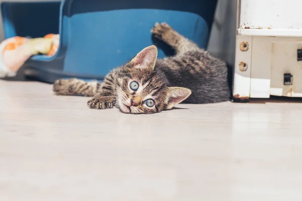 Playful little kitten — Stock Photo, Image