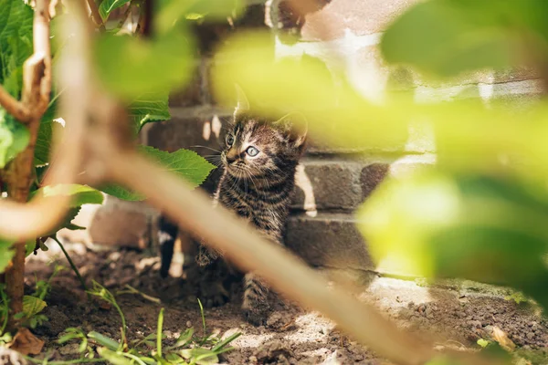 Kitten verbergen achter groene bladeren — Stockfoto