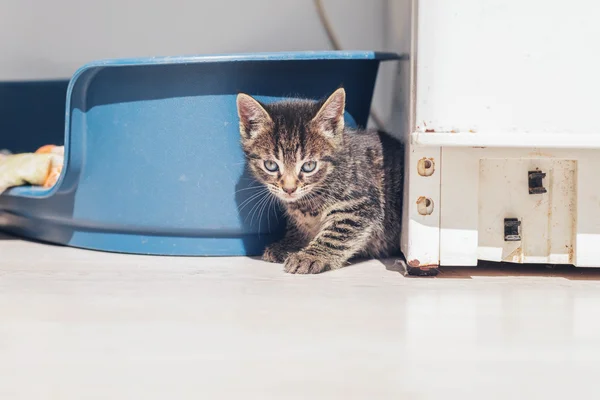 Bebek kedi yavrusu — Stok fotoğraf